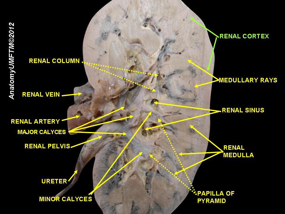 10 Symptoms of renal hypoplasia You Should Never Ignore