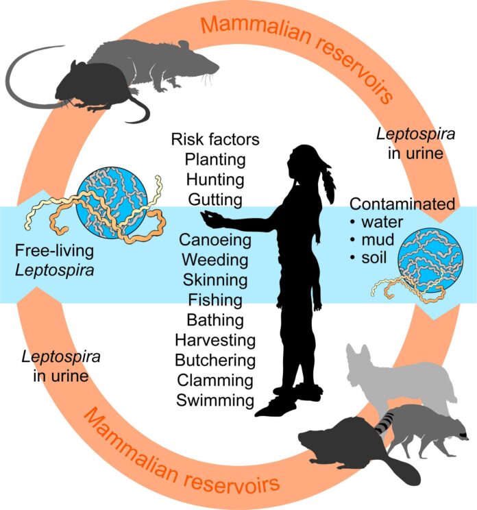 10 Symptoms of leptospirosis nephropathy You Should Never Ignore