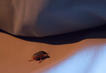 Bed Bug Bites How to Treat and Find the Pest BED BUG on bed