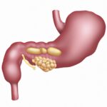 human pancreas