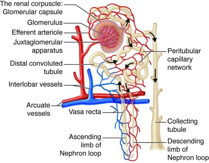 Understanding Functional Abdominal Pain: Causes and Treatment Options