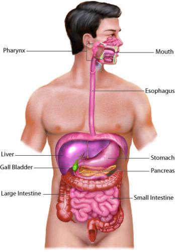 Breakthroughs in Digestive Disease Medicine: New Treatments Offer Hope for Patients