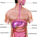 The Gut-Fatigue Connection: How Digestive Issues Can Impact Energy Levels
