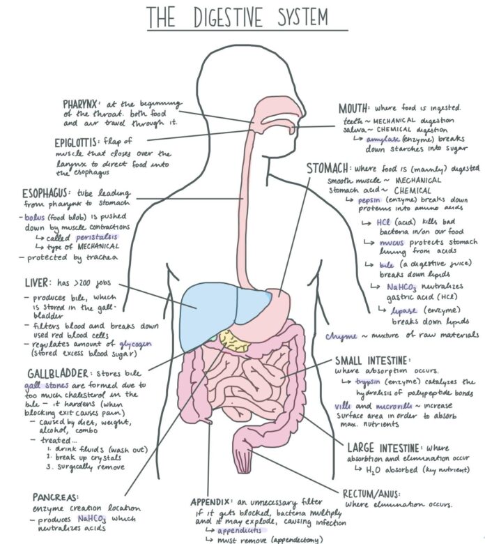 Unlock the Secrets of the Digestive System: How Your Stomach Works