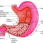 Understanding Gastrointestinal Disorders: Causes, Symptoms, and Treatment
