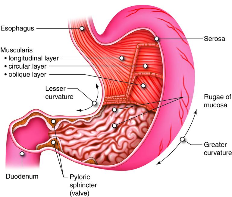 Understanding Gastrointestinal Diseases: A Comprehensive Guide
