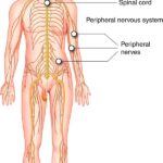 Recognizing the Signs of Low Blood Sugar: Understanding Hypoglycemia Symptoms