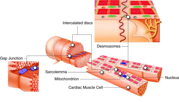 Understanding the Importance of Normal Blood Sugar Levels After Meals