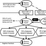 Understanding Insulin Resistance: What You Need to Know