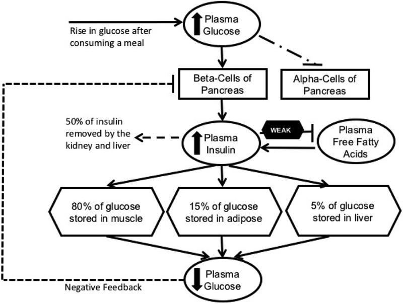 Understanding Insulin Resistance: What You Need to Know