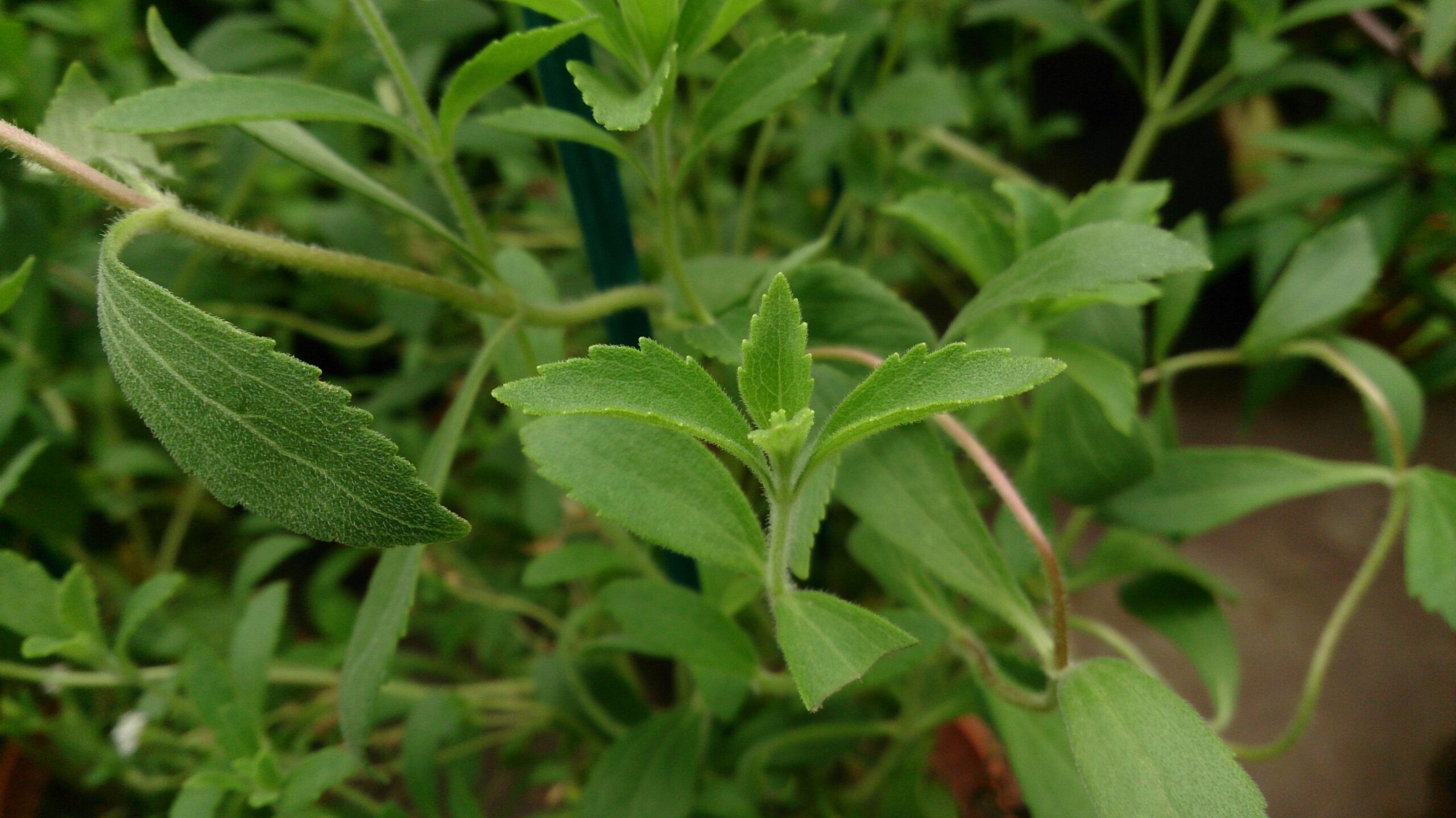 The Sweet Truth: Stevia as a Sugar Substitute for Diabetics