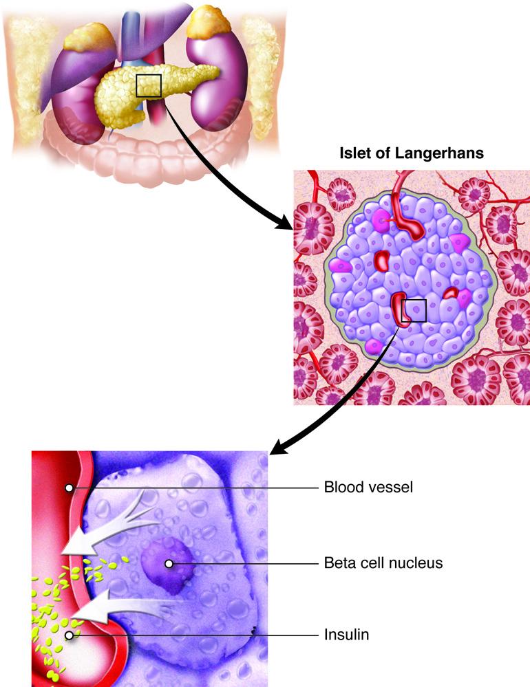 The Importance of Monitoring Blood Sugar Levels after Eating