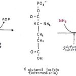 Unleash the Power of Glutamine: How This Amino Acid Can Transform Your Bodybuilding Results