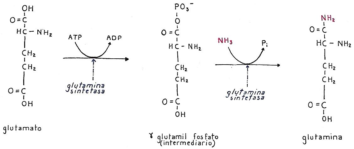 Unleash the Power of Glutamine: How This Amino Acid Can Transform Your Bodybuilding Results