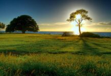 Unleashing the Power of the Natural Classic Physique Unleashing the Power of the Natural Classic Physique