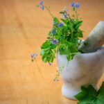 Exploring the Top Natural Health Websites for Wellness Enthusiasts