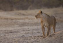 Bed Bug Bites Show Startling Impact on Cockroach Behavior Bed Bug Bites Show Startling Impact on Cockroach Behavior